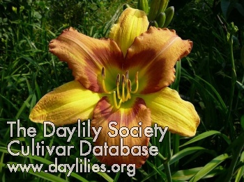 Daylily I Dream in Green